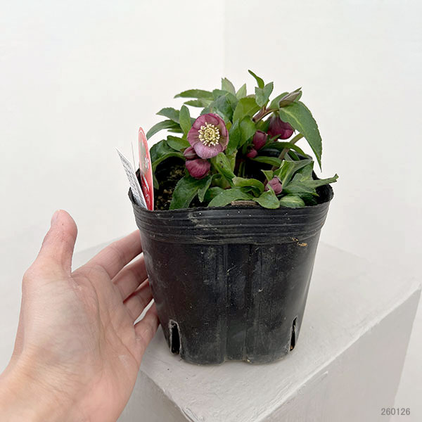 横山園芸さんのクリスマスローズ：26-23ベビードール4.5号ポット【現品販売】