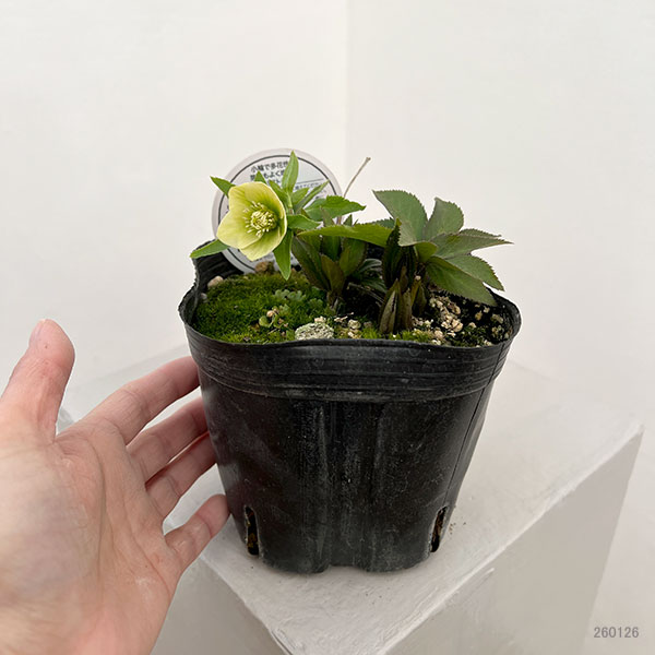 横山園芸さんのクリスマスローズ：26-24ベビードール4.5号ポット【現品販売】