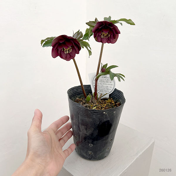 横山園芸さんのクリスマスローズ:26-29ダブル4.5号ポット【現品販売】