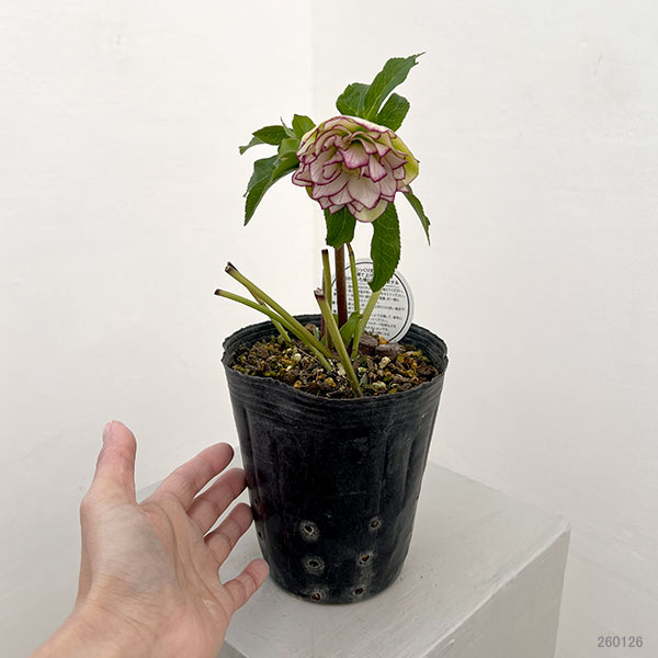 横山園芸さんのクリスマスローズ：26-30ダブル4.5号ポット【現品販売】