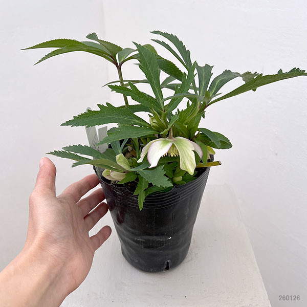 花郷園さんのクリスマスローズ：26-01シングル4.5号ポット【現品販売】