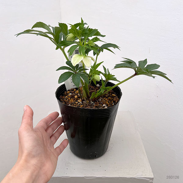 花郷園さんのクリスマスローズ：26-02シングル4.5号ポット【現品販売】