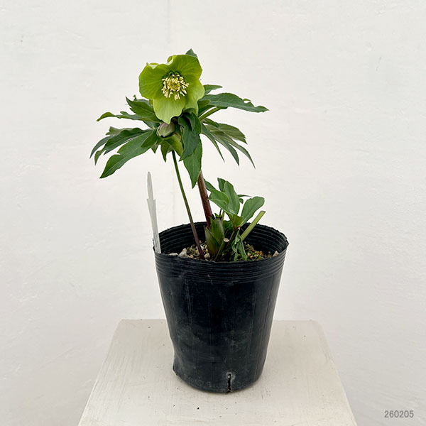 花郷園さんのクリスマスローズ：26-03シングル4.5号ポット【現品販売】