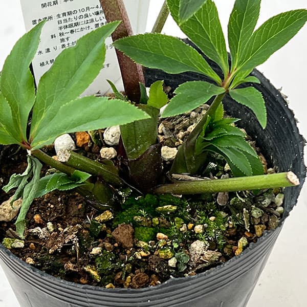 花郷園さんのクリスマスローズ：26-03シングル4.5号ポット【現品販売】