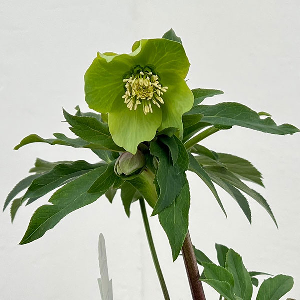 花郷園さんのクリスマスローズ：26-03シングル4.5号ポット【現品販売】