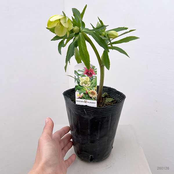 花郷園さんのクリスマスローズ：26-04シングル4.5号ポット【現品販売】