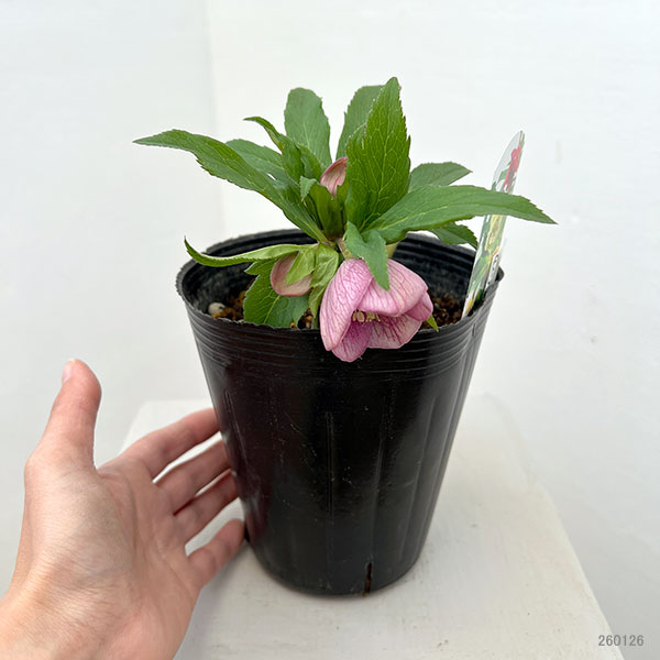 花郷園さんのクリスマスローズ：26-05シングル4.5号ポット【現品販売】