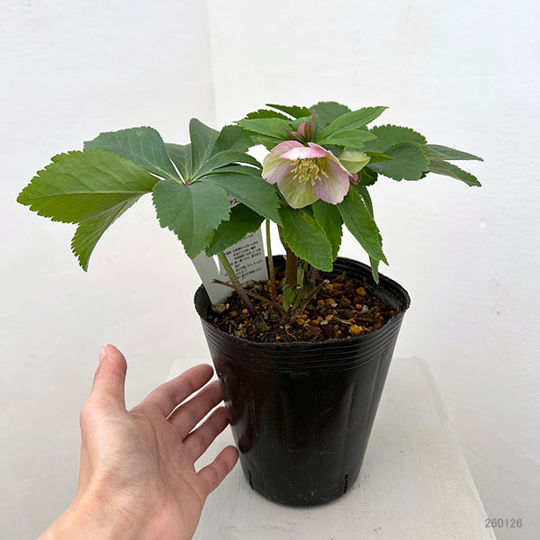 花郷園さんのクリスマスローズ：26-07シングル4.5号ポット【現品販売】