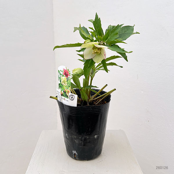花郷園さんのクリスマスローズ：26-08シングル4.5号ポット【現品販売】