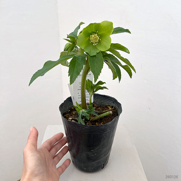 花郷園さんのクリスマスローズ：26-09シングル4.5号ポット【現品販売】