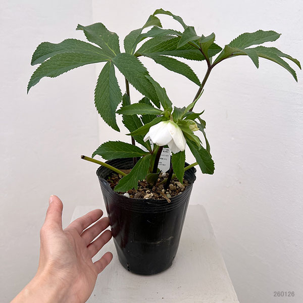 花郷園さんのクリスマスローズ：26-10シングル4.5号ポット【現品販売】