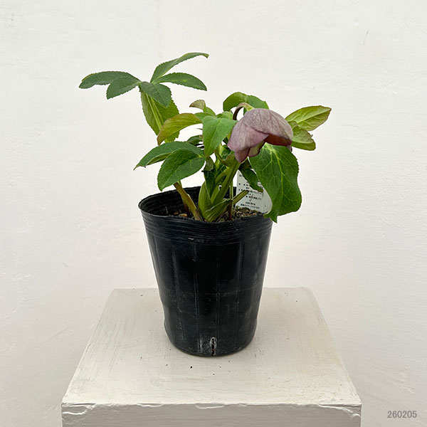 花郷園さんのクリスマスローズ：26-11シングル4.5号ポット【現品販売】