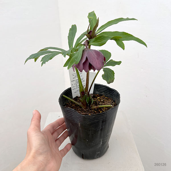 花郷園さんのクリスマスローズ：26-13ダブル4.5号ポット【現品販売】