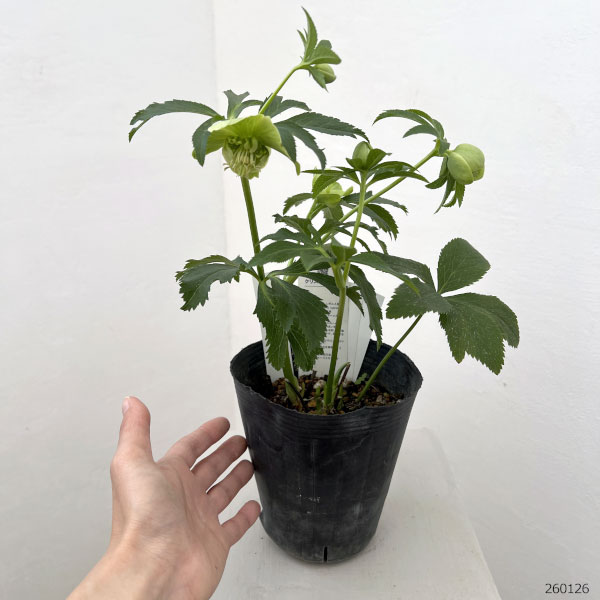 花郷園さんのクリスマスローズ：26-14セミダブル4.5号ポット【現品販売】