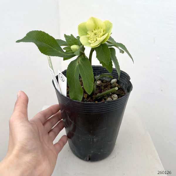 花郷園さんのクリスマスローズ：26-15セミダブル4.5号ポット【現品販売】