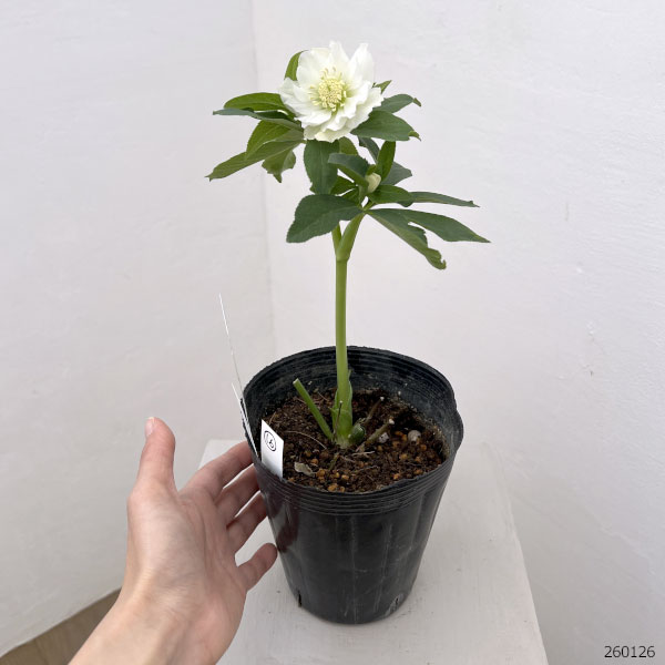 花郷園さんのクリスマスローズ：26-16ダブル4.5号ポット【現品販売】