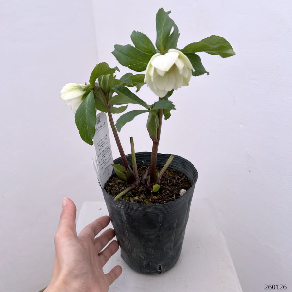 花郷園さんのクリスマスローズ：26-17ダブル4.5号ポット【現品販売】