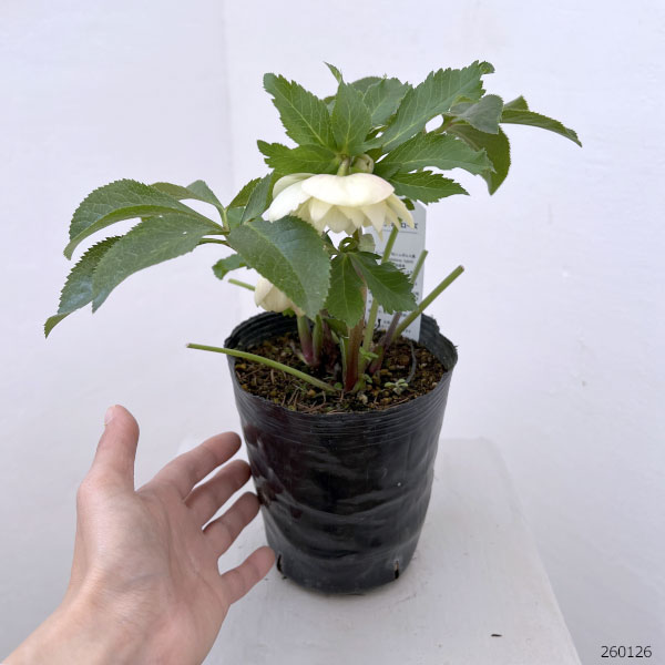 花郷園さんのクリスマスローズ：26-19ダブル4.5号ポット【現品販売】