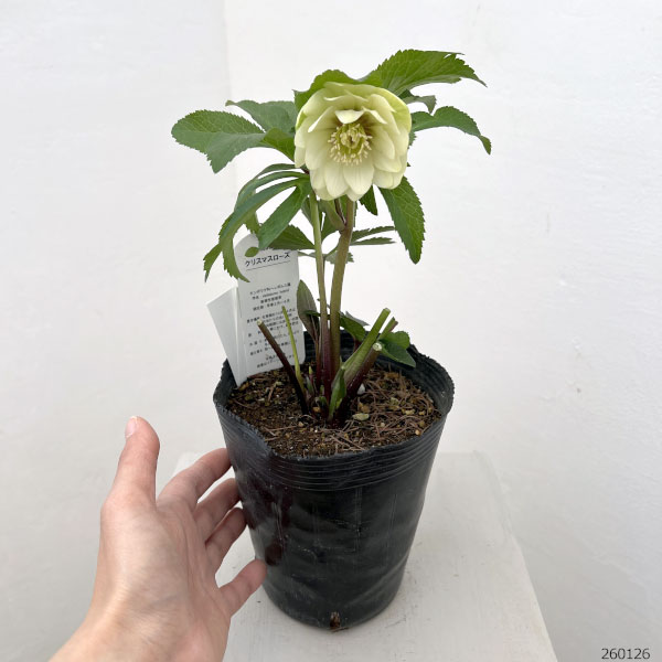 花郷園さんのクリスマスローズ：26-20ダブル4.5号ポット【現品販売】