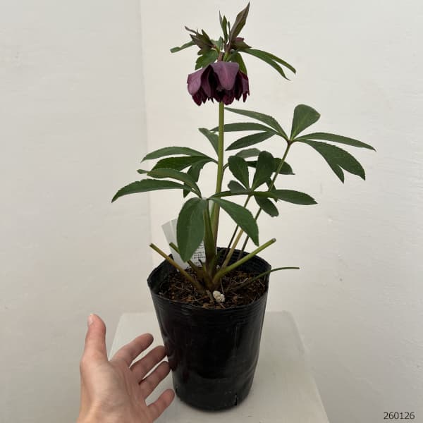 花郷園さんのクリスマスローズ：26-21ダブル4.5号ポット【現品販売】