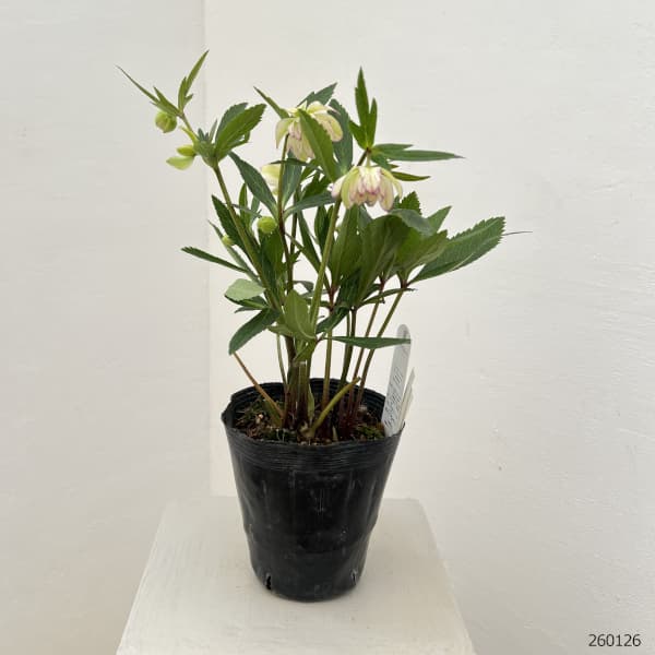 花郷園さんのクリスマスローズ：26-22ダブル4.5号ポット【現品販売】