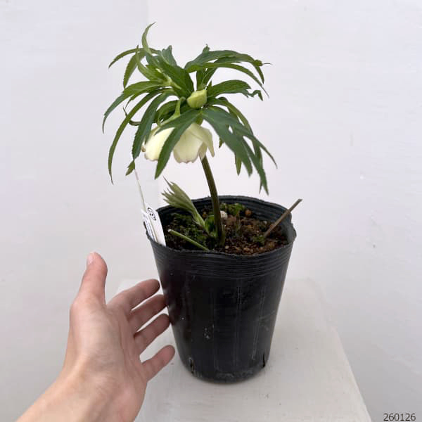 花郷園さんのクリスマスローズ：26-23ダブル4.5号ポット【現品販売】