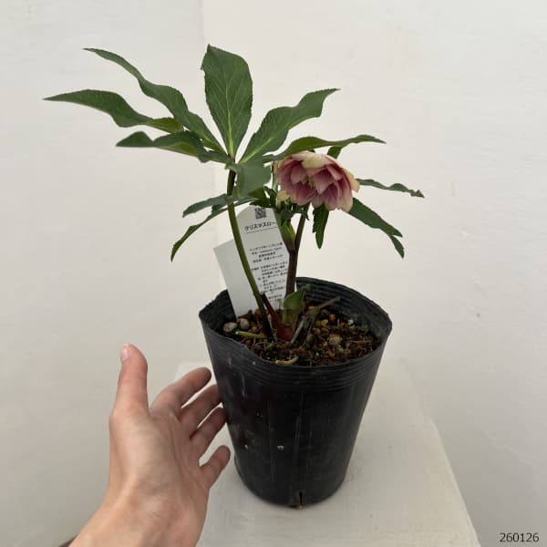 花郷園さんのクリスマスローズ：26-24ダブル4.5号ポット【現品販売】
