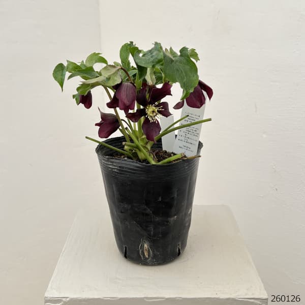 花郷園さんのクリスマスローズ：26-25セミダブル4.5号ポット【現品販売】