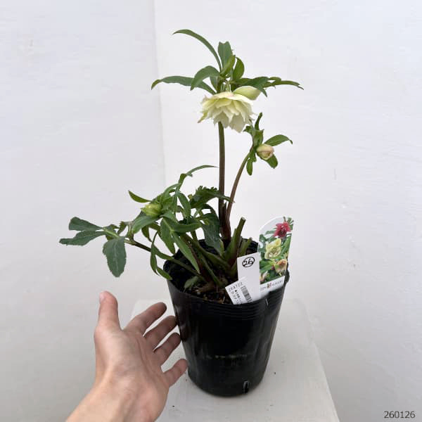 花郷園さんのクリスマスローズ：26-26ダブル4.5号ポット【現品販売】