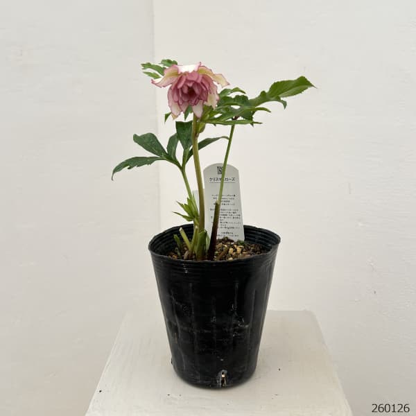 花郷園さんのクリスマスローズ：26-27ダブル4.5号ポット【現品販売】