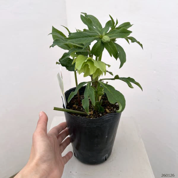 花郷園さんのクリスマスローズ:26-28ダブル4.5号ポット【現品販売】