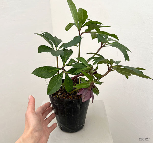 花郷園さんのクリスマスローズ：26-29セミダブル4.5号ポット【現品販売】