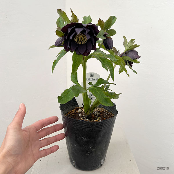 花郷園さんのクリスマスローズ：26-30ダブル4.5号ポット【現品販売】