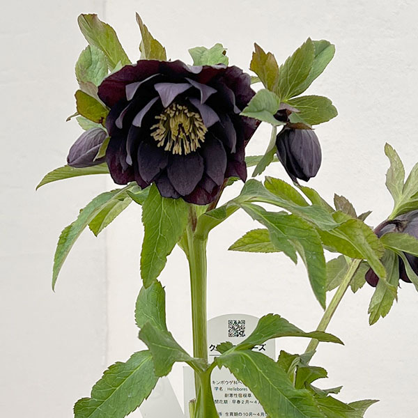 花郷園さんのクリスマスローズ：26-30ダブル4.5号ポット【現品販売】