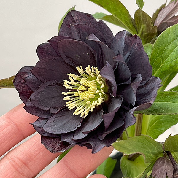 花郷園さんのクリスマスローズ：26-30ダブル4.5号ポット【現品販売】