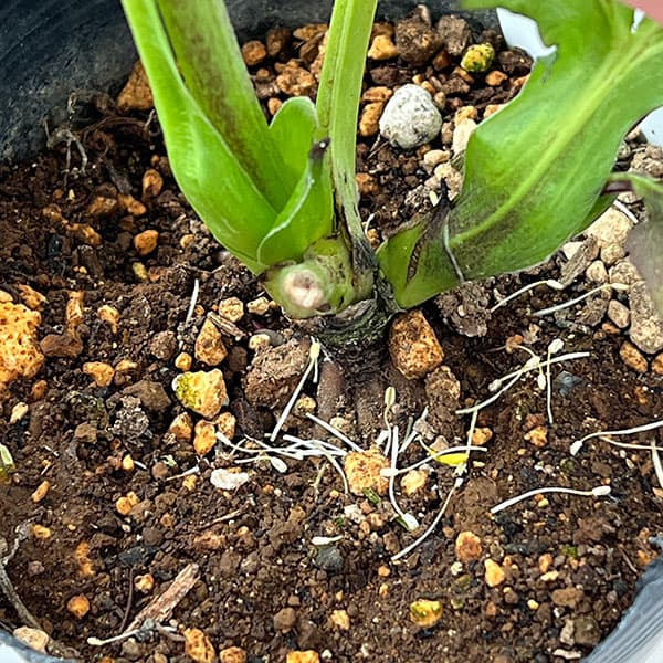 花郷園さんのクリスマスローズ：26-30ダブル4.5号ポット【現品販売】