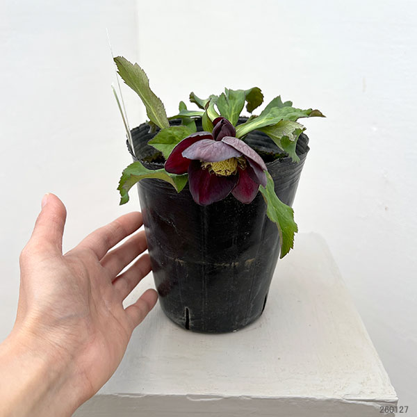 花郷園さんのクリスマスローズ：26-31セミダブル4.5号ポット【現品販売】