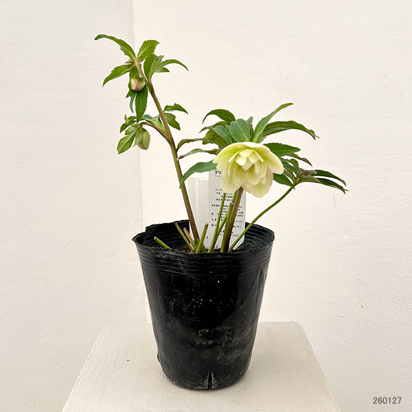 花郷園さんのクリスマスローズ：26-32ダブル4.5号ポット【現品販売】