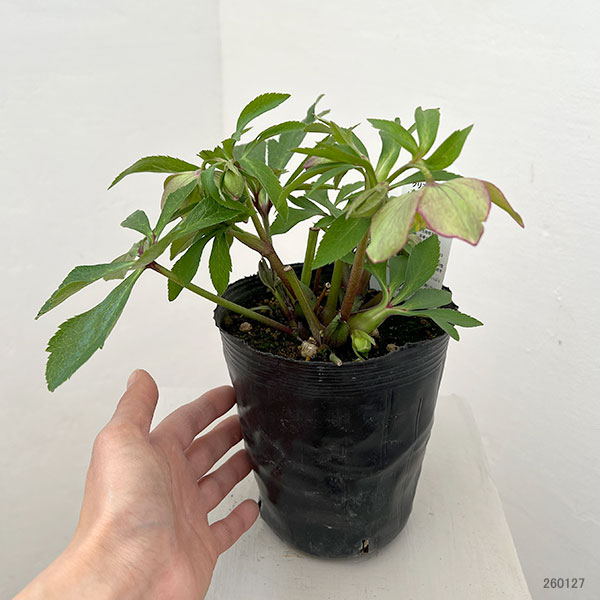 花郷園さんのクリスマスローズ：26-33シングル4.5号ポット【現品販売】