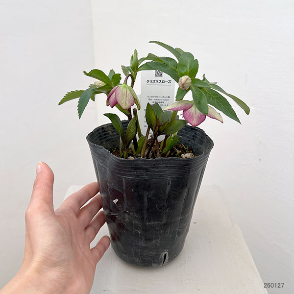 花郷園さんのクリスマスローズ：26-35シングル4.5号ポット【現品販売】