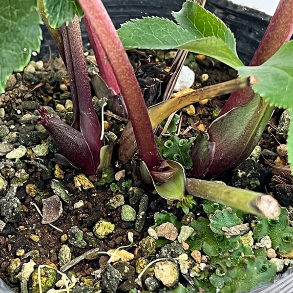 花郷園さんのクリスマスローズ：26-36シングル4.5号ポット【現品販売】