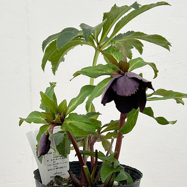 花郷園さんのクリスマスローズ：26-36シングル4.5号ポット【現品販売】