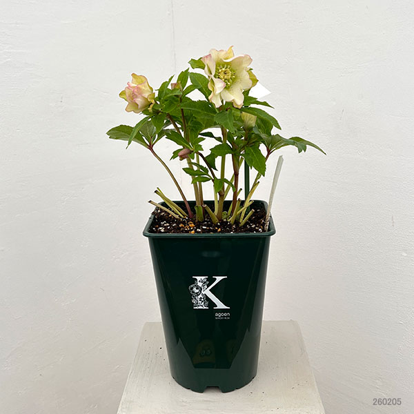 花郷園さんのクリスマスローズ：26-37パピエブランシュ5号スクエア鉢【現品販売】