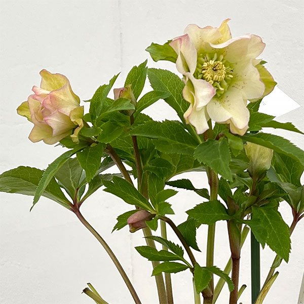 花郷園さんのクリスマスローズ：26-37パピエブランシュ5号スクエア鉢【現品販売】