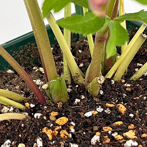 花郷園さんのクリスマスローズ：26-37パピエブランシュ5号スクエア鉢【現品販売】