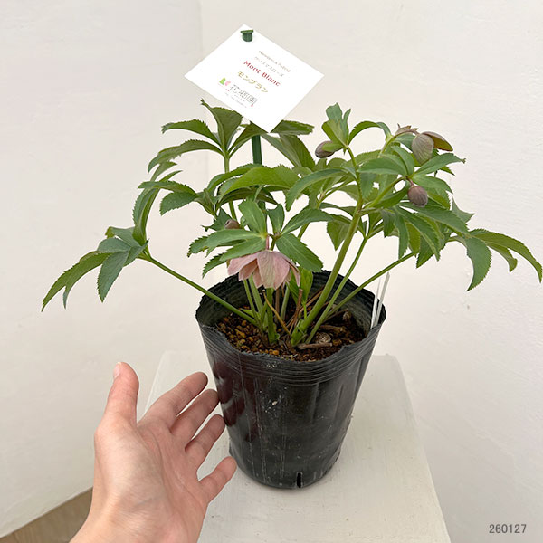 花郷園さんのクリスマスローズ：26-38モンブラン4.5号ポット【現品販売】