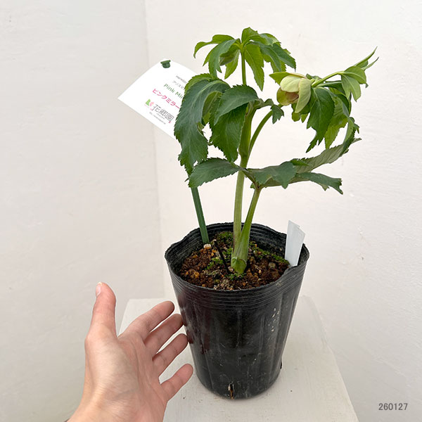 花郷園さんのクリスマスローズ：26-39ピンクミラージュ4.5号ポット【現品販売】