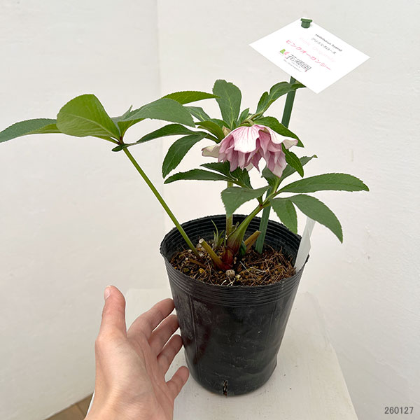 花郷園さんのクリスマスローズ：26-40ピンクオーガンジー4.5号ポット【現品販売】