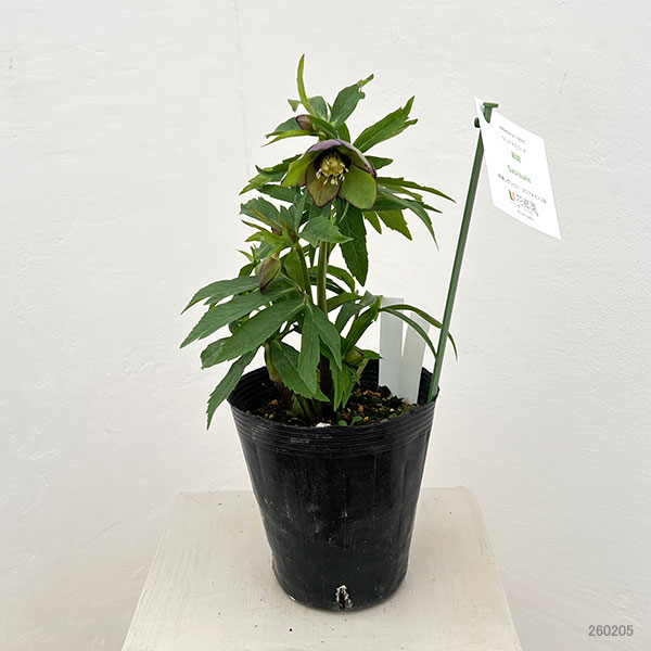 花郷園さんのクリスマスローズ：26-41寂助（さびすけ）4.5号ポット【現品販売】