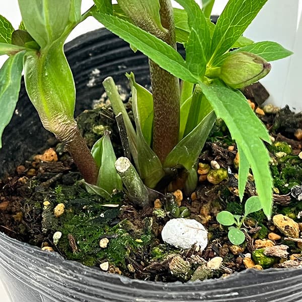 花郷園さんのクリスマスローズ：26-41寂助（さびすけ）4.5号ポット【現品販売】